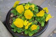 April 2016 WashingtonGardens 48004 - Version 2.jpg