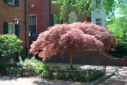 April 2016 WashingtonGardens 48006 - Version 2.jpg
