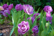April 2016 WashingtonGardens 48007 - Version 2.jpg