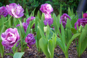 April 2016 WashingtonGardens 48008 - Version 2.jpg