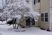 cliftonbeachwintermagnolia