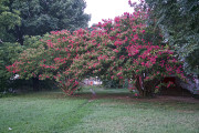 7-21-2017 crepe myrtle 57703 - Version 2