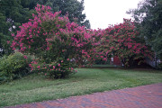 7-21-2017 crepe myrtle 57706 - Version 2