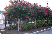 7-21-2017 crepe myrtle 57712 - Version 2