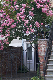 7-21-2017 crepe myrtle 57801 - Version 2