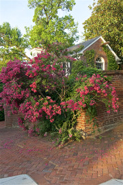 7-21-2017 crepe myrtle 57802 - Version 2