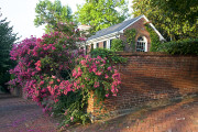7-21-2017 crepe myrtle 57804 - Version 2