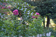 7-21-2017 crepe myrtle 57806 - Version 2