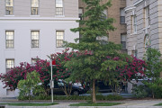 7-21-2017 crepe myrtle 57809 - Version 2