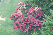 7-21-2017 crepe myrtle 57843 - Version 2
