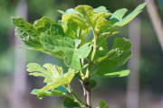 April 2016 WashingtonGardens 47927.jpg