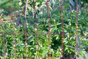 April 2016 WashingtonGardens 47938 - Version 2.jpg