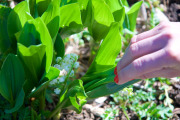 April 2016 WashingtonGardens 47959 - Version 2.jpg