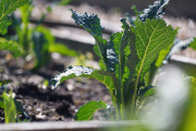 April 2016 WashingtonGardens 47969.jpg