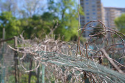 April 2016 WashingtonGardens 47970.jpg