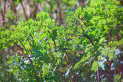 April 2016 WashingtonGardens 47980 - Version 2.jpg